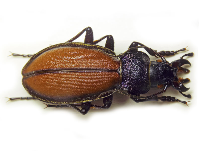 Carabus schoenherri Fischer von Waldheim, 1822